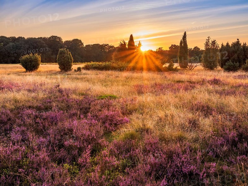 Typical heath landscape with flowering heather and juniper at sunset