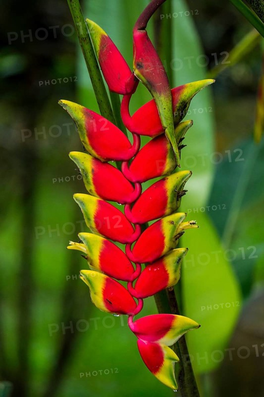 False bird-of-paradise