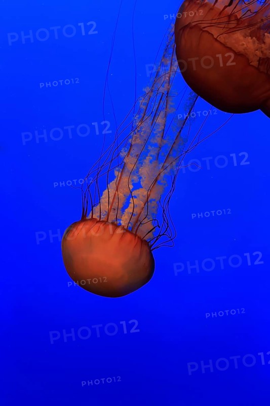 Sea Nettles