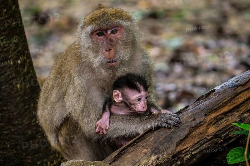 Long-tailed macaque