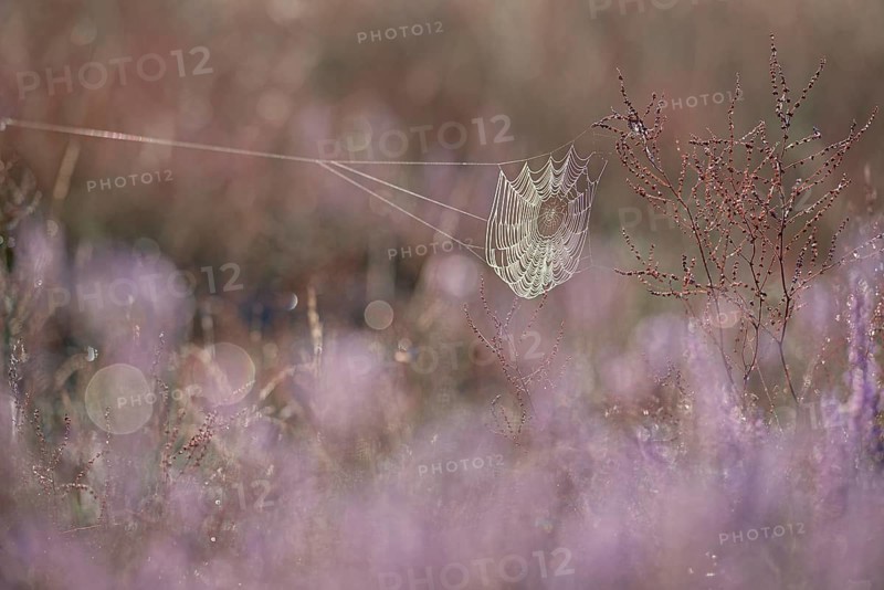 Spider's web with morning dew