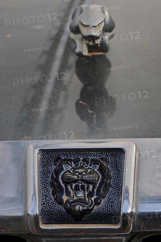 Jaguar logo and radiator mascot