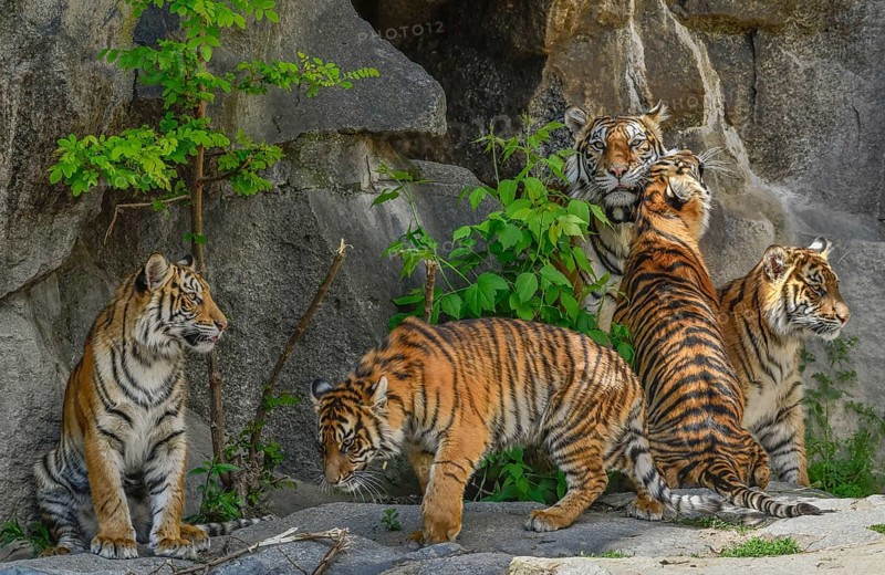 Sumatran tigress Mayang and cubs