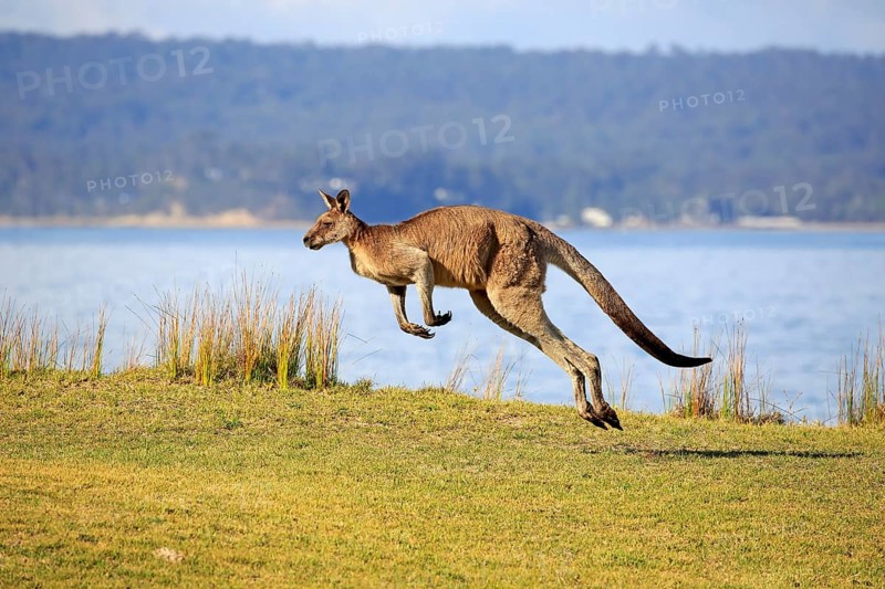 Eastern grey kangaroo