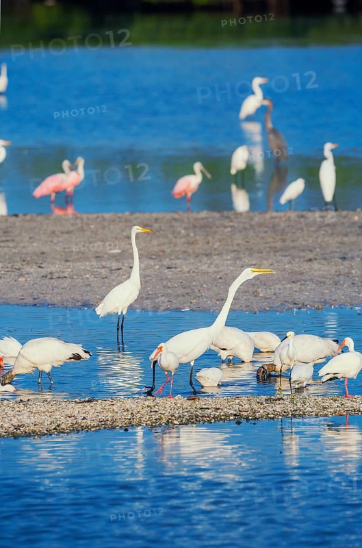 Group of Great white egrets