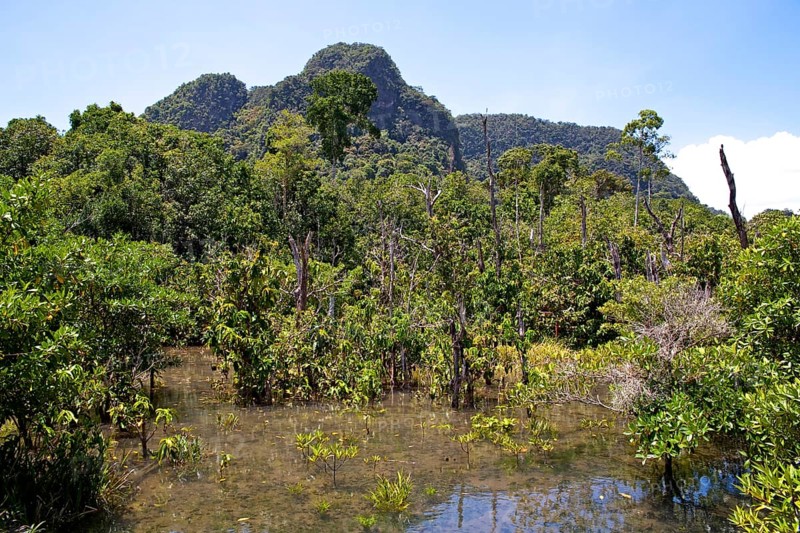 Mangrove trail in Tha Pom Khlong Song Nam nature park/ Mangrove trail in Tha Pom Khlong Song Nam national park