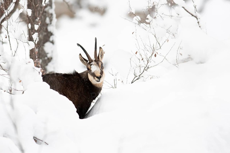 Chamois