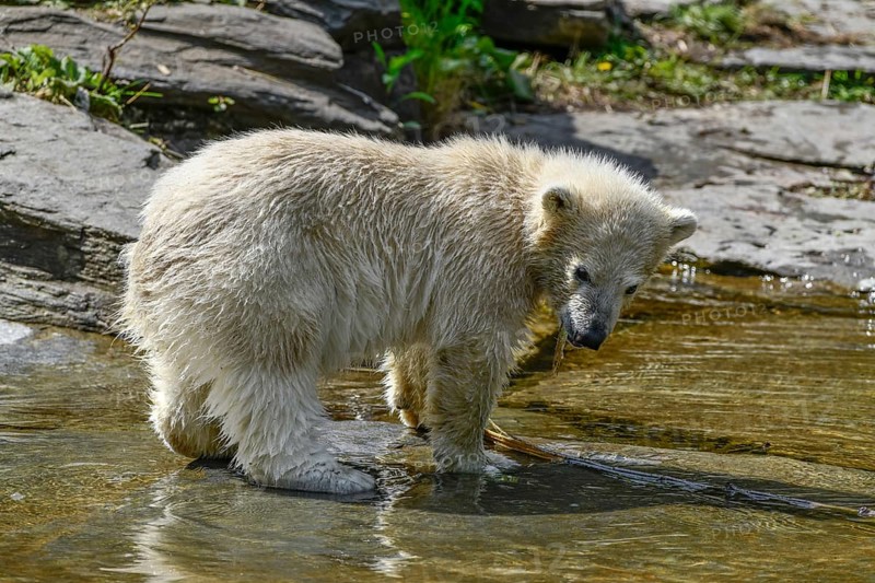 Polar bear cub Hertha