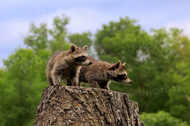 North American Raccoon