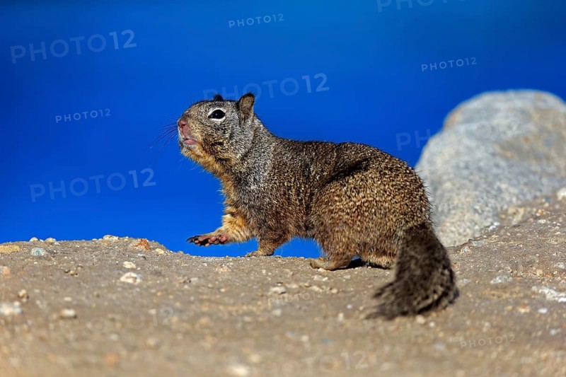 California Ground Squirrel