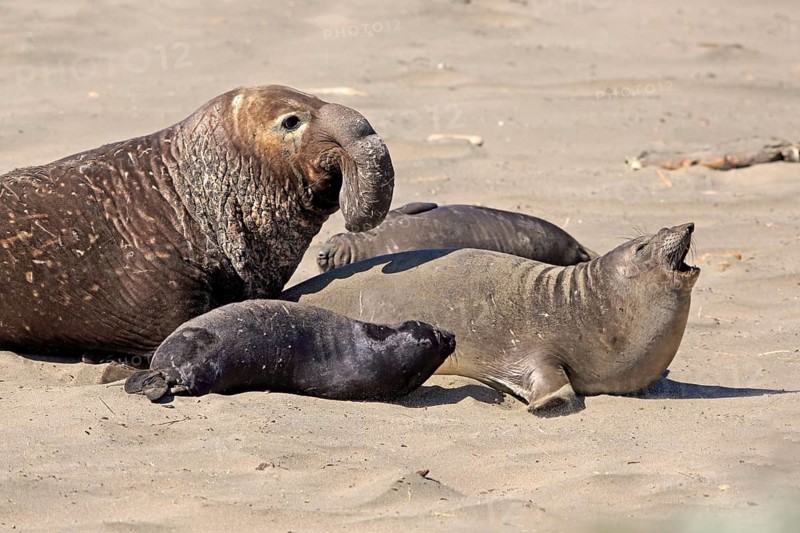 Northern Elephant Seal