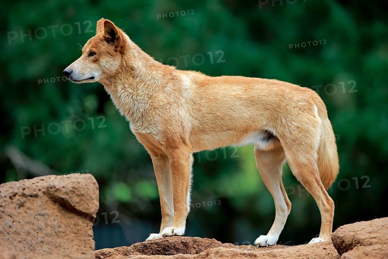 Dingo