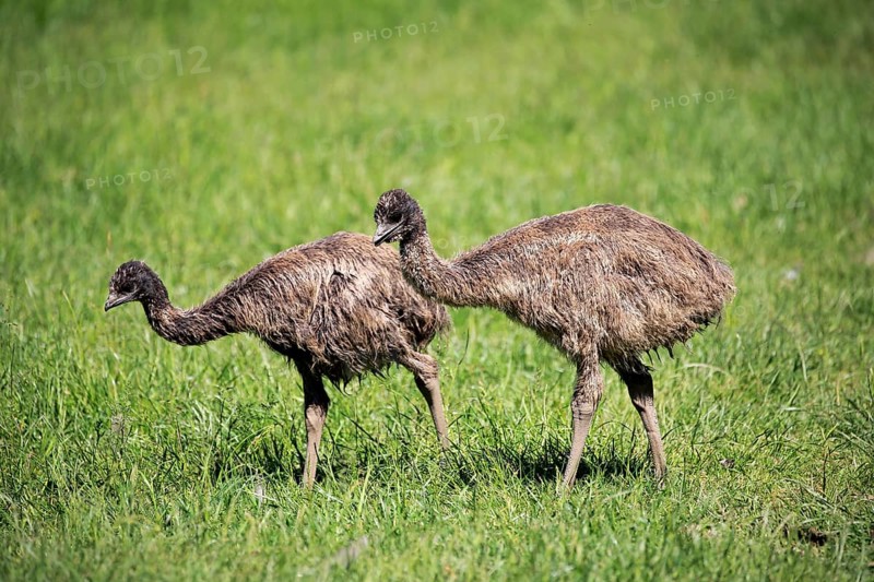 Emu