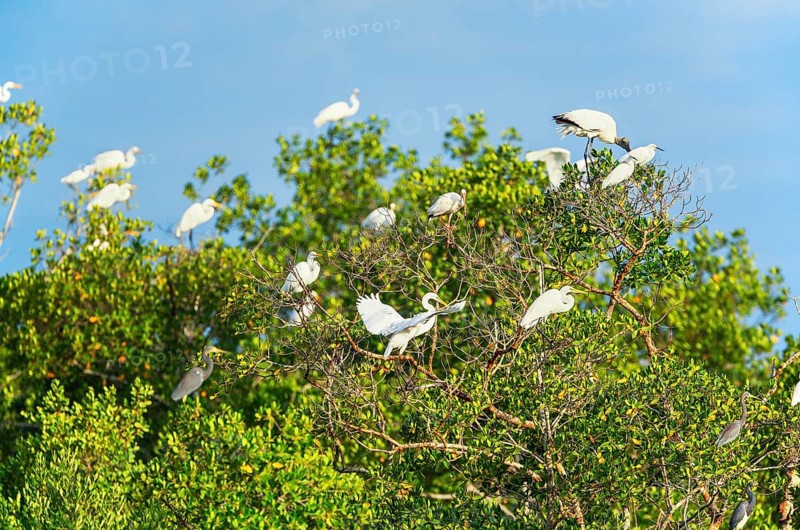 Group of Great white egrets