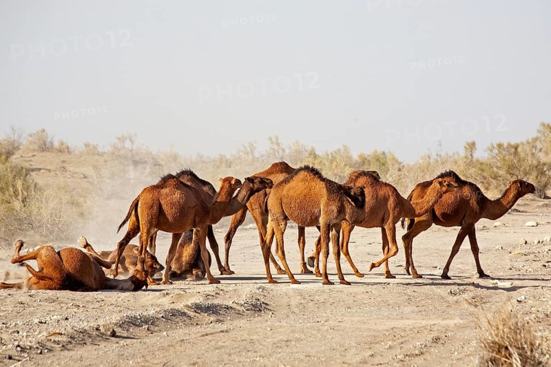 Dromedaries rolling in the sand