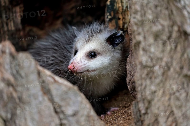 Virginia opossum