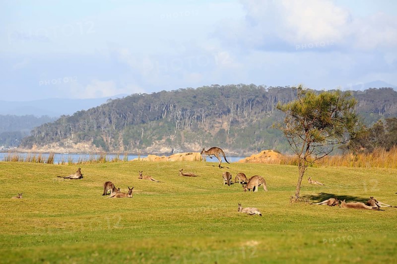 Eastern grey kangaroo