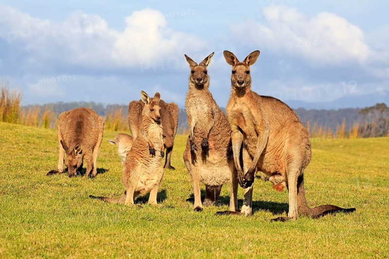 Eastern grey kangaroo