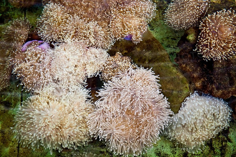 coral