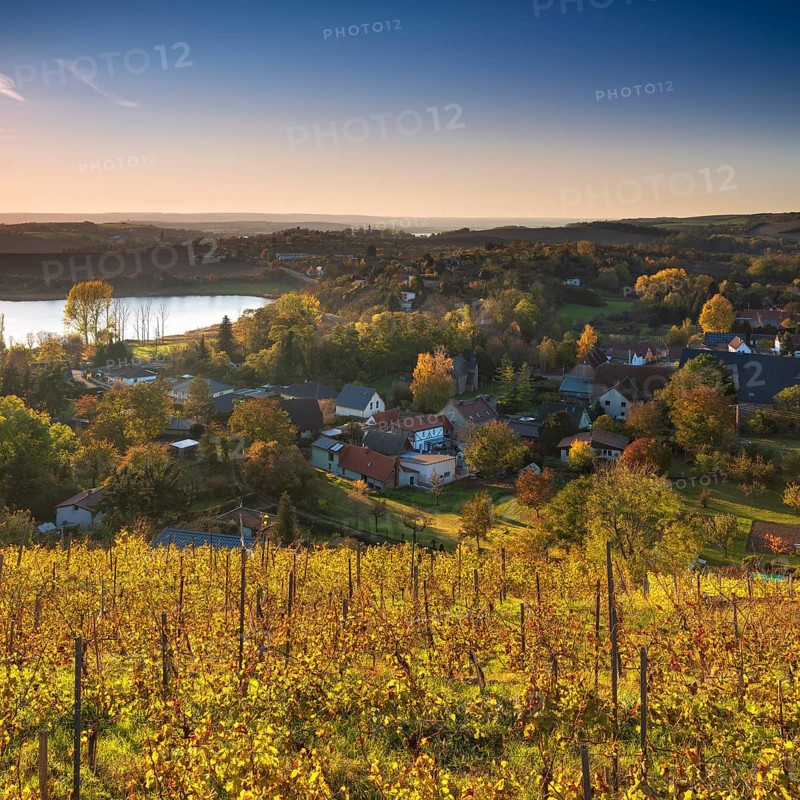 Vineyard near Rollsdorf at Bindersee in autumn