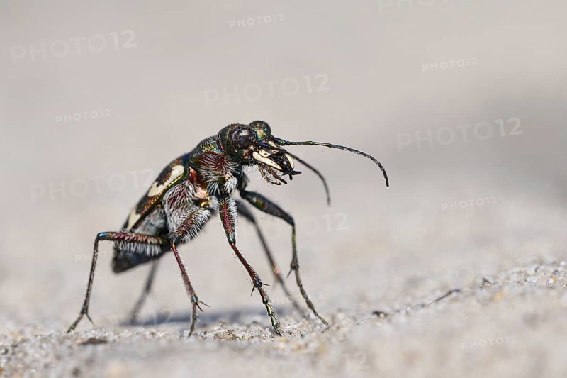 Dune Sand Beetle