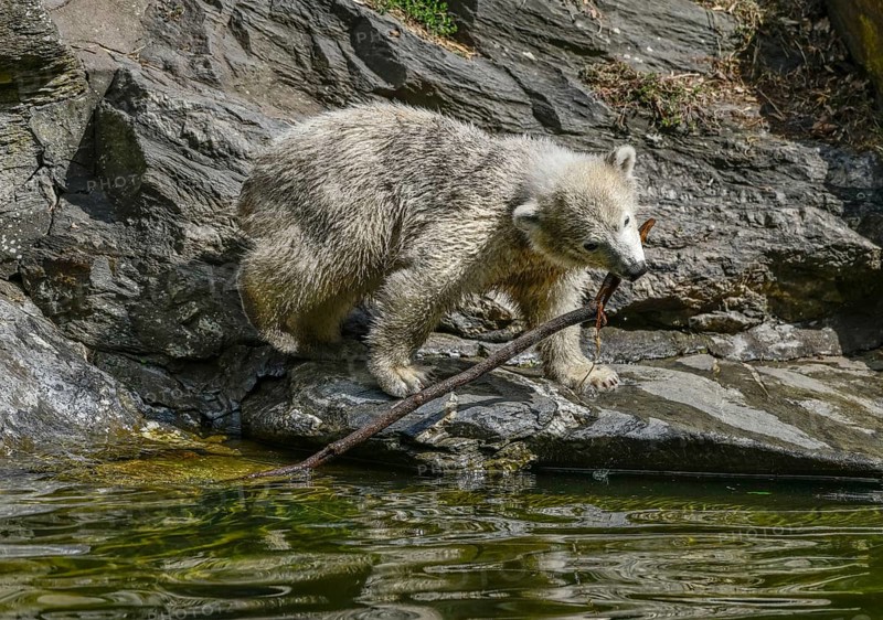Polar bear cub Hertha