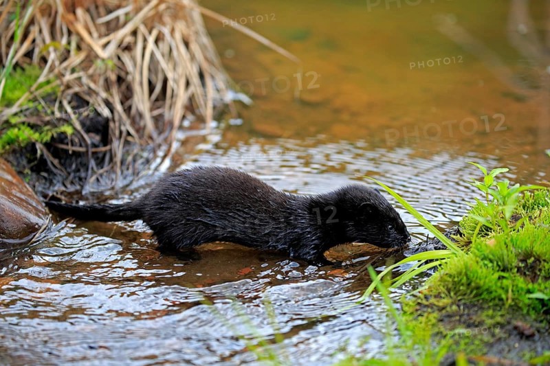 American Mink