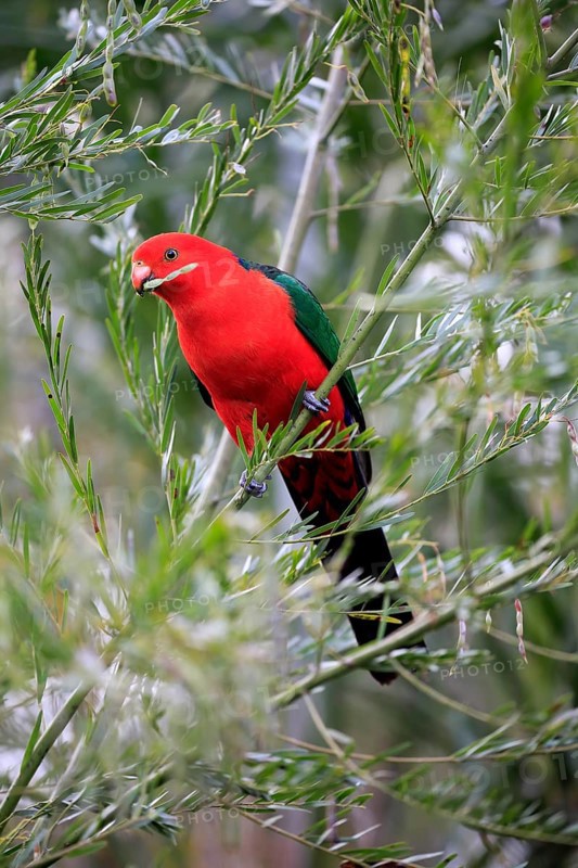 Australian king parrot
