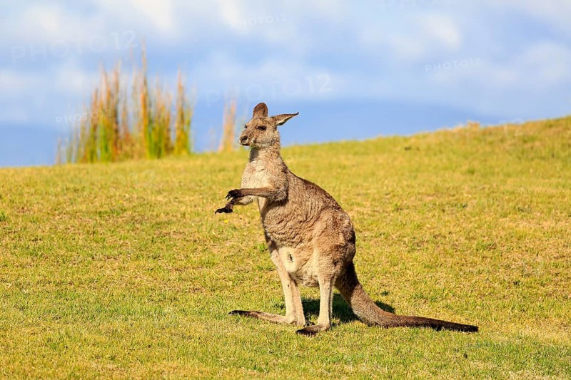 Eastern grey kangaroo