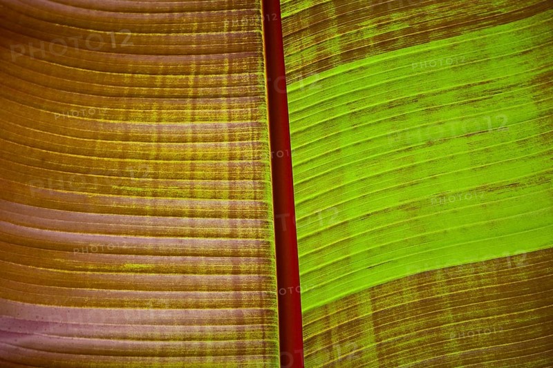 Ornamental banana