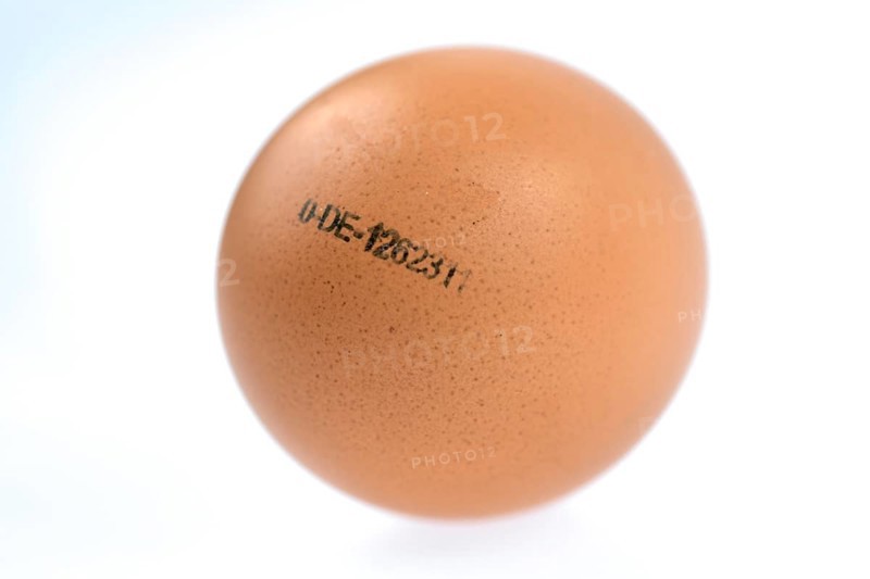 Egg