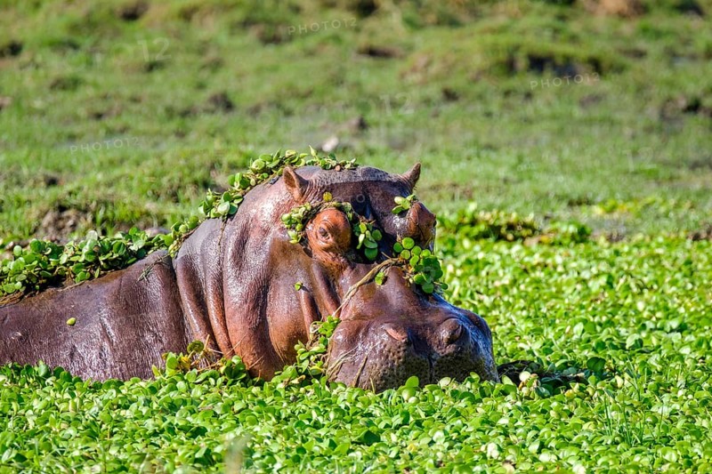 Hippopotamus