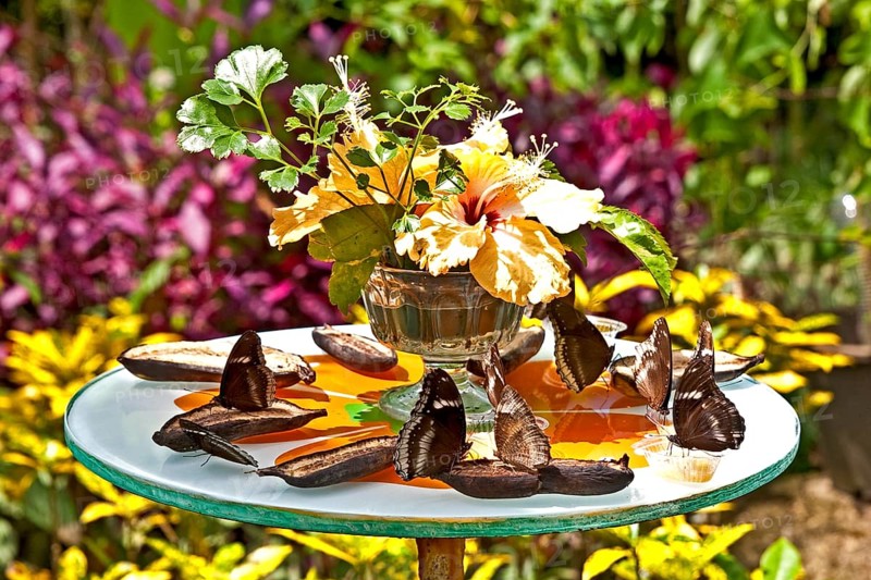 Butterflies