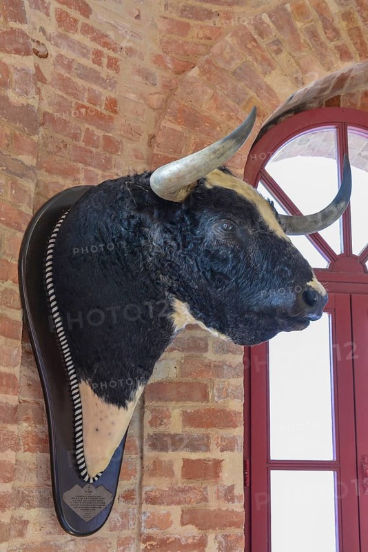 Bull's head