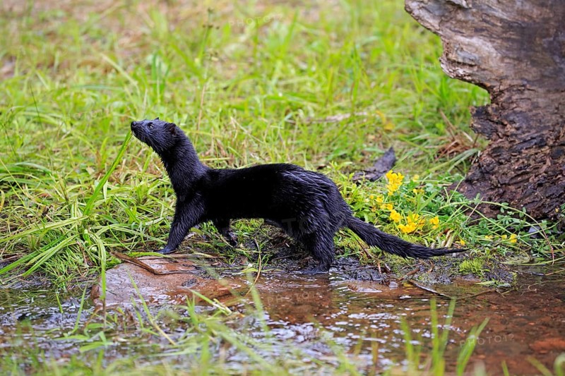American Mink