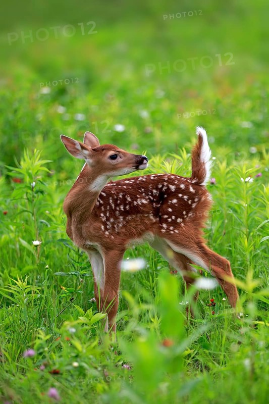 White-tailed deer