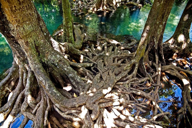 Mangrove trail in Tha Pom Khlong Song Nam national park Mangrove trail in Tha Pom Khlong Song Nam national park