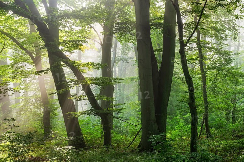 Natural old beech forest