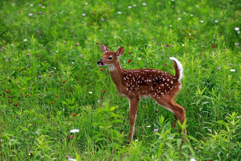 White tailed deer