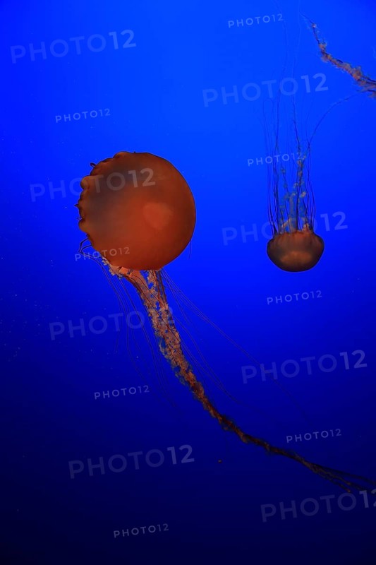 Sea Nettles