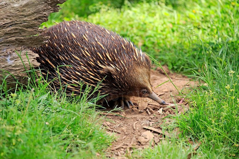 Short-beaked Echidna
