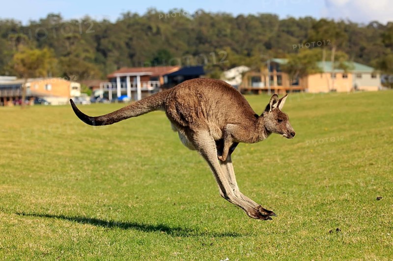 Eastern grey kangaroo