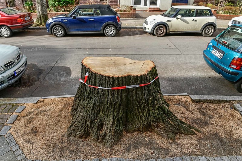 Fallen tree