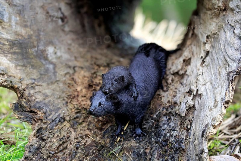 American Mink