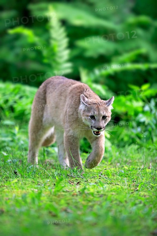 Cougar