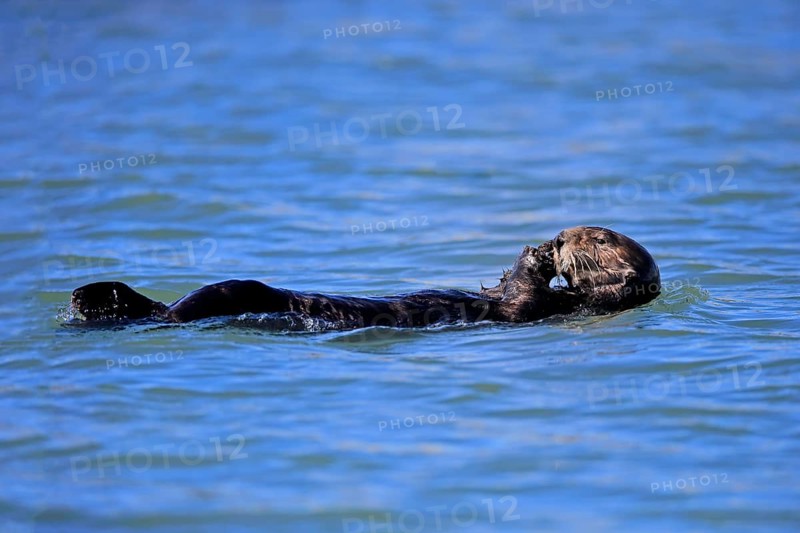 Sea Otter