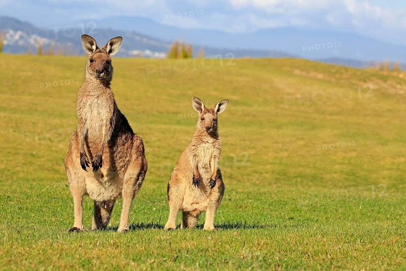 Eastern grey kangaroo