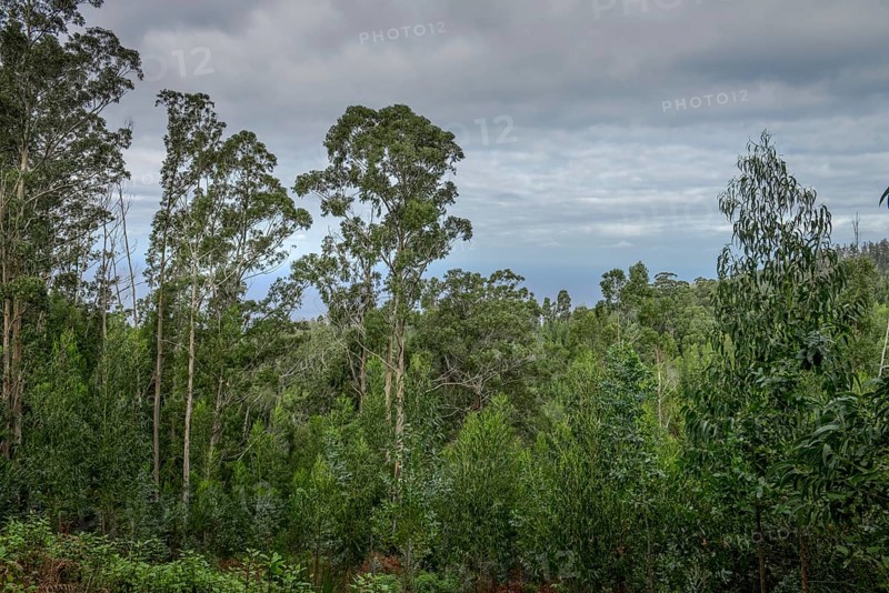 Eucalyptus forest near Achadas da Cruz