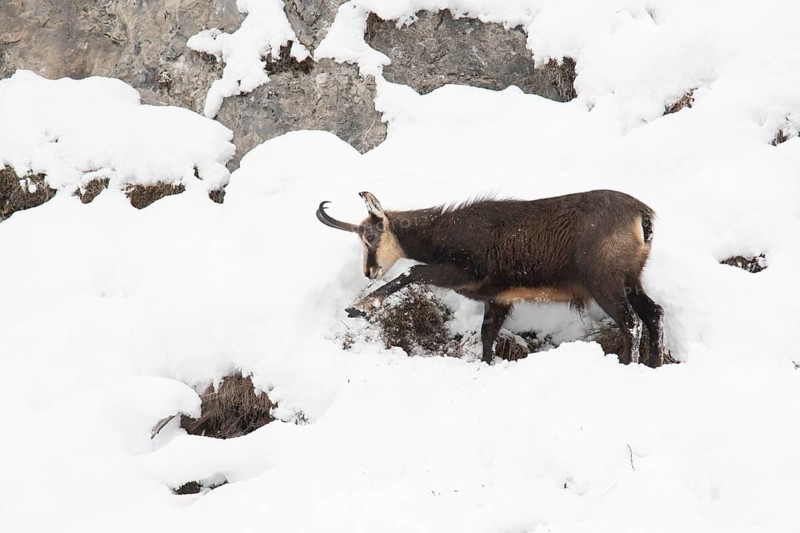 Chamois