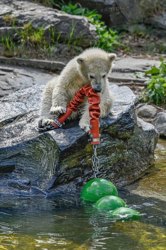 Polar bear cub Hertha